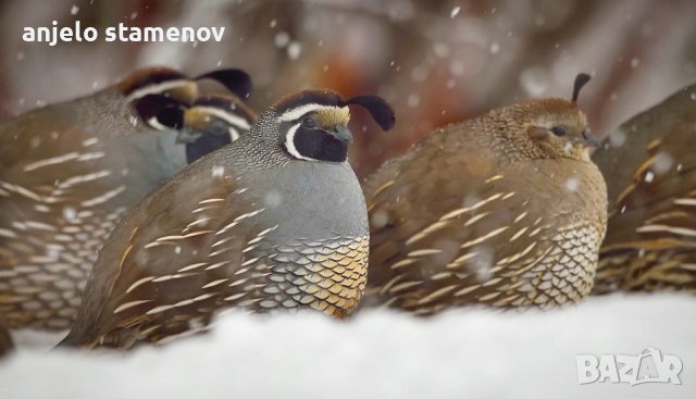 Калифорнийски пъдпъдъци, снимка 4 - други­ - 38266942