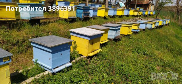 ПЧЕЛЕН МЕД, снимка 4 - Пчелни продукти - 43062605