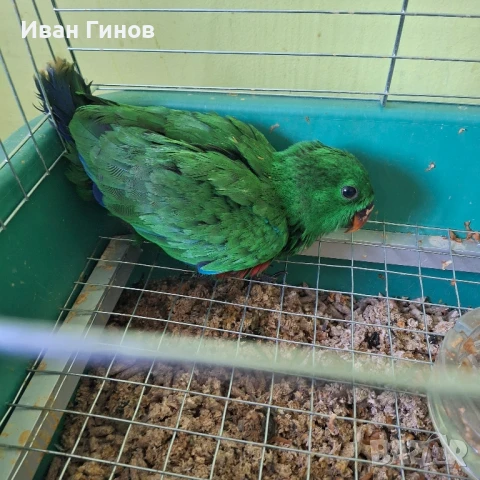 Папагали Еклектос , снимка 3 - Папагали - 51198945