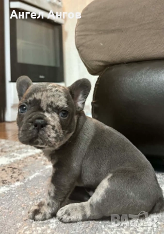 Мъжки френски булдог 