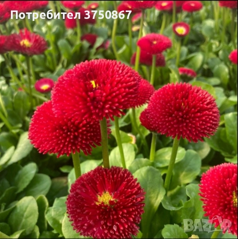 ❤️☀️❤️ Парички/Bellis/Tasso, снимка 2 - Градински цветя и растения - 52084828