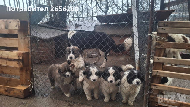 Каракачански овчарки