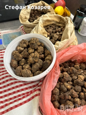 Пресни трюфели за консумация и обучение, снимка 4 - Домашни продукти - 53369312