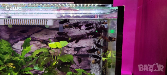 Рибки Молинезии, снимка 3 - Рибки - 53217355