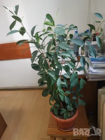 Продовом алое и бенджамин, снимка 8 - Стайни растения - 50423044