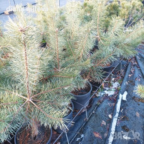 Бял бор, Pinus sylvestris, снимка 4 - Градински цветя и растения - 43936306