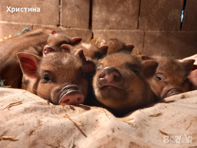 Виетнамски прасета