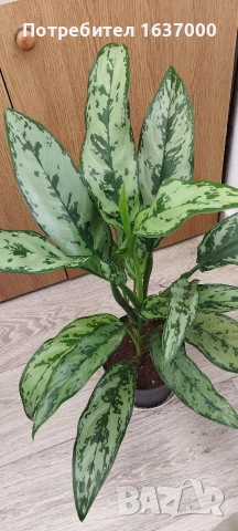 Аглаонема "Амелия" 