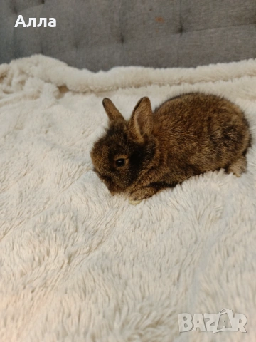 Декоративни зайчета, рекс и лъва глава. , снимка 3 - Декоративни зайчета - 53395644