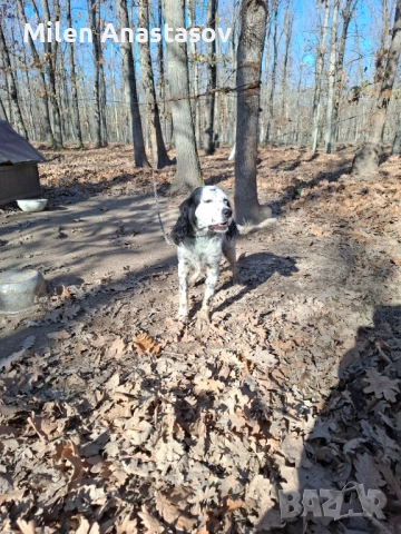 Продавам английски сетер , снимка 2 - Английски сетери - 52793329