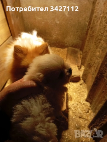 Померанчета , снимка 11 - Померан - 50756282