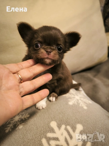 чихуахуа мини момиченце шоко