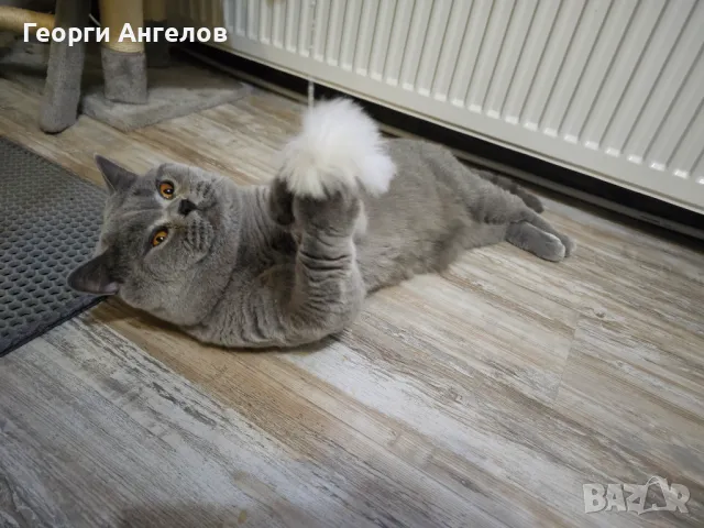 ЧИСТОКРЪВЕН МЪЖКИ БРИТАНЕЦ ЗА РАЗПЛОД, снимка 8 - Британска късокосместа - 48316235