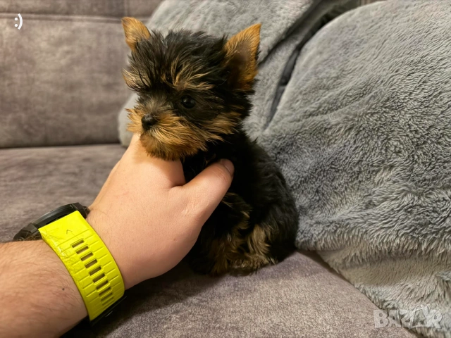 Мини Йоркширски териер Актуално от 30.1.2026, снимка 7 - Йоркширски териер - 53277514