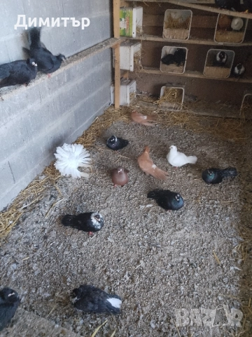 Гълъби шуменски и декорация. , снимка 7 - Гълъби - 52318134