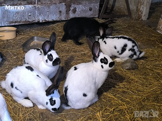 Женски зайци готови за заплождане , снимка 3 - Други - 52897819