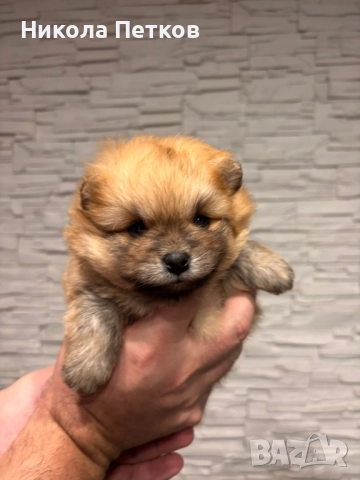 Померанчета, снимка 9 - Померан - 52997235