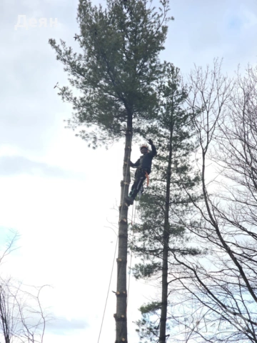 Рязане и кастрене на опасни дървета | Алпийски способ | Арборист, снимка 3 - Други услуги - 48507596