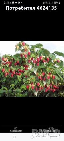 Продавам разсад ягоди, снимка 4 - Сортови семена и луковици - 52068496