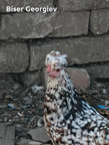 джинки различни цветове млади мъжки и женски , снимка 7 - За птици - 51853244