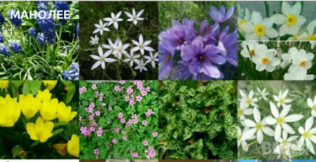 🪻🪴🪷🎁Луковици  от 8 вида студоустойчиви цветя❄️☃️