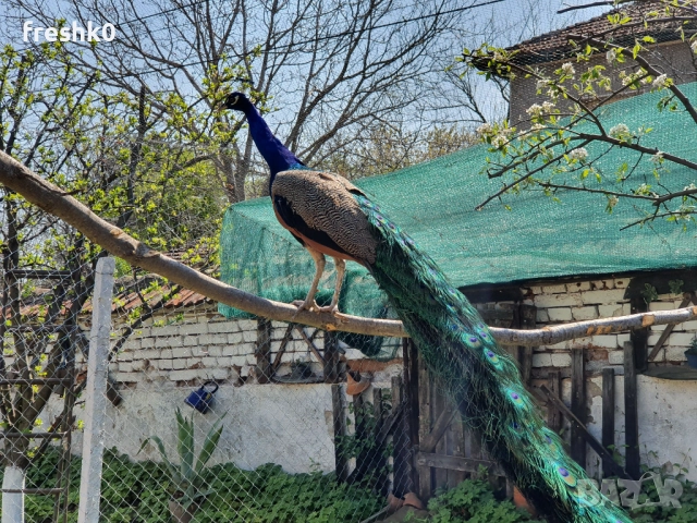 Паун мъжки 4г, снимка 2 - други­ - 52982724