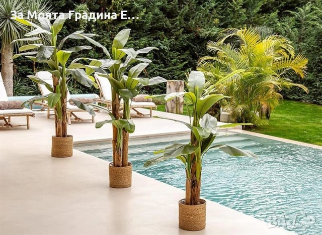 Банан, снимка 2 - Градински цветя и растения - 52529848