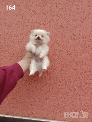 Миниатюрно мини момче. Померанче. Реални снимки от 13.02.26 г. , снимка 6 - Немски шпиц - 53472747