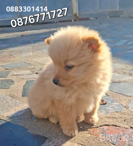 Померан кученца 