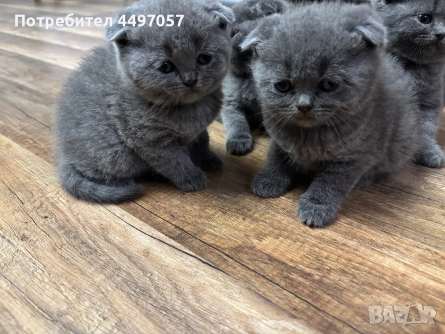 Шотландски клепоухи пухчета, снимка 3 - Британска късокосместа - 52636502