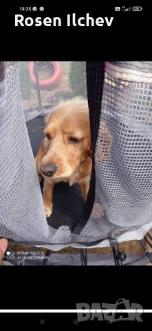 Хотел за кучета,зайци,гризачи ,птици и котки, снимка 4 - Ветеринари и услуги - 32793072