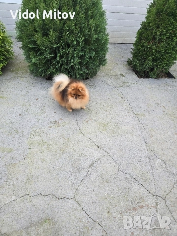 Мини Померан момче 