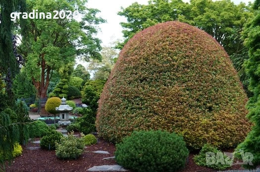 Османтус (Osmanthus purpureus), снимка 4 - Разсади - 53102836