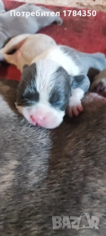 FRENCH BULLDOG КОЛЕДНИ, снимка 3 - Френски булдог - 52493958