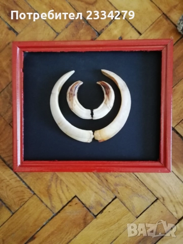 Рога от саръндаци и зъби от диво прасе, 70-80те години, снимка 17 - Колекции - 52583206