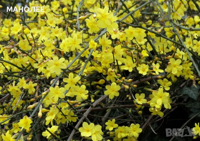 🌞❄️☃️Зимен жасмин🪷🪻🌹