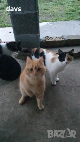 Дом за млади котета - остават сами на произвола на съдбата, снимка 3 - Други - 53050188