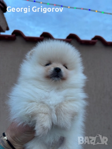 Померан момче