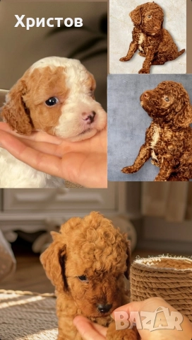 Мини пудел той бебета, снимка 4 - Пудели - 52582359