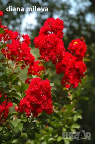 Червен индийски люляк, Lagerstroemia ind. Red Imperator, снимка 1