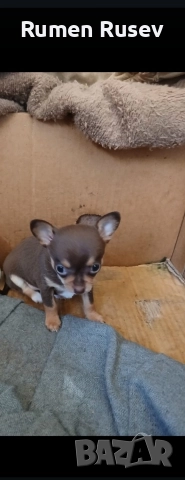 Продавам Чихуахуа женско, снимка 6 - Чихуахуа - 52933468
