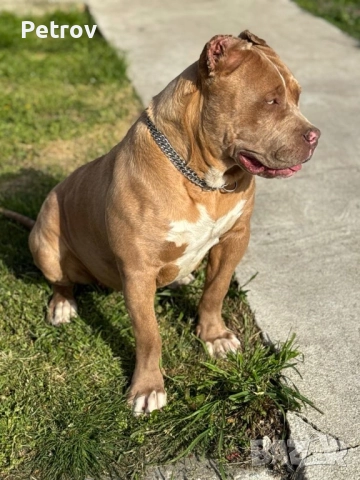 Американски булета , снимка 11 - Питбул - 52912672