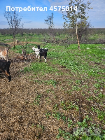 Кози , снимка 7 - Кози - 52624456