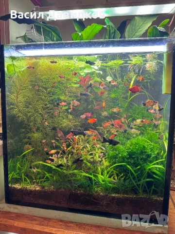 Живородни , Бял папагал и растения , снимка 7 - Рибки - 53453460