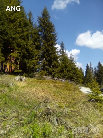 Продава парцел в к.к. Пампорово , снимка 8 - Парцели - 36934032