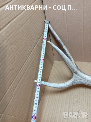 Стар Голям Еленски Рог Рога 1.350кг. НОМЕР 778., снимка 13 - Антикварни и старинни предмети - 53585209