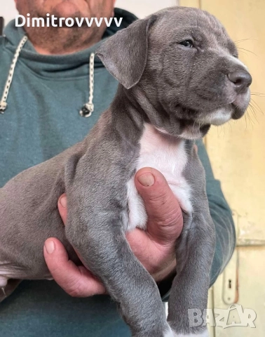 Продавам питбули