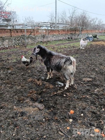 Продавам Пърч, снимка 2 - Кози - 53218341