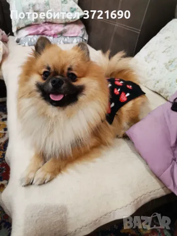 Померан-разплод , снимка 1