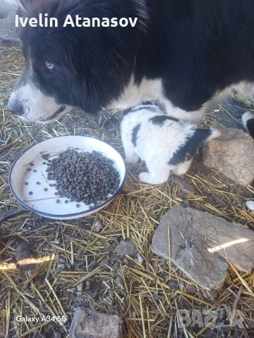 Каракачанки, снимка 2 - Каракачанска овчарка - 53474484